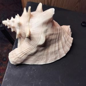 Conch shell.
